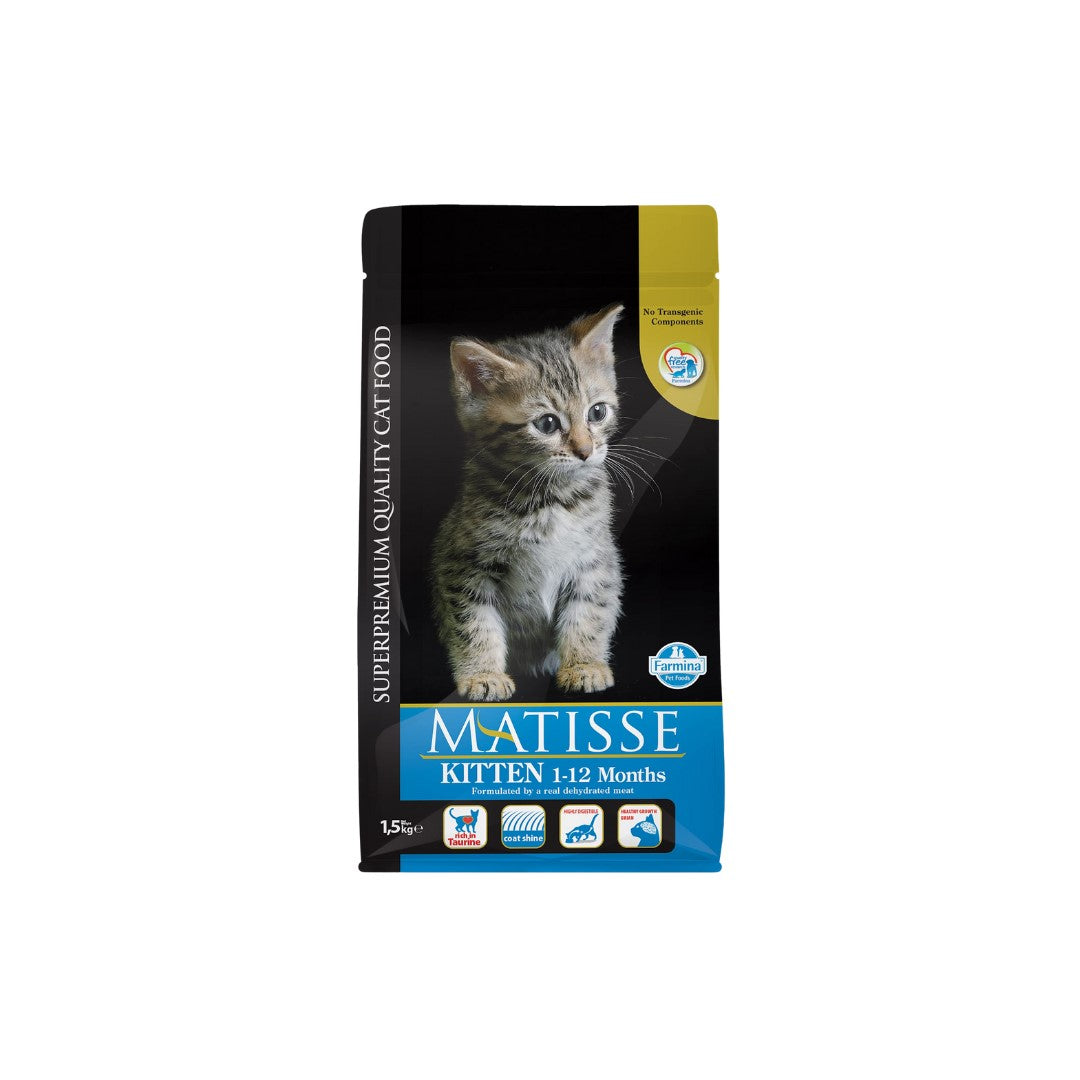 Matisse Kitten