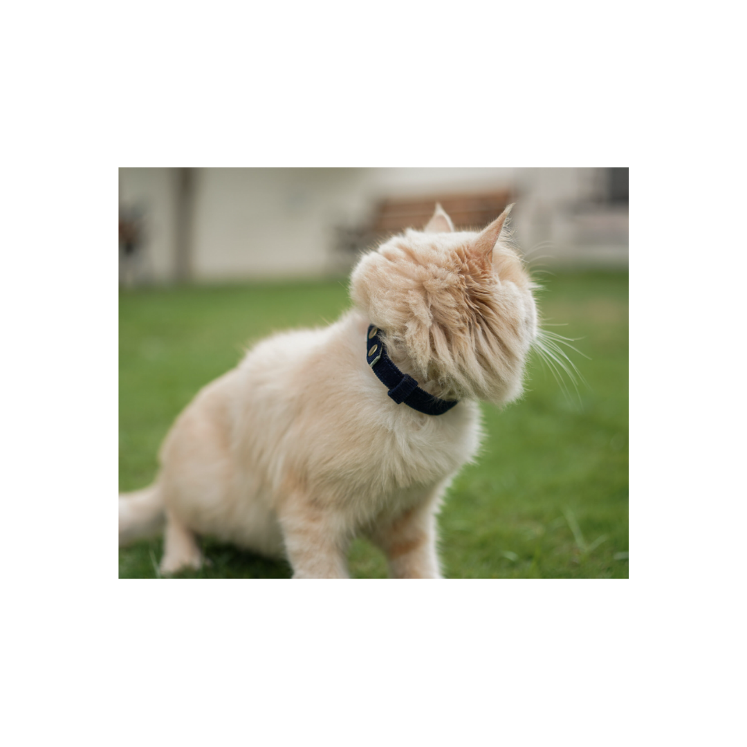 Cat Band Collar - Navy Blue